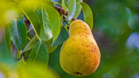 hruška pear-4467817 1280